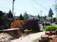 Spruce Tree Removal Project in Oregon - Boom Truck by Santana Crane